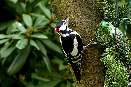 white and black short beak bird on tree trunk