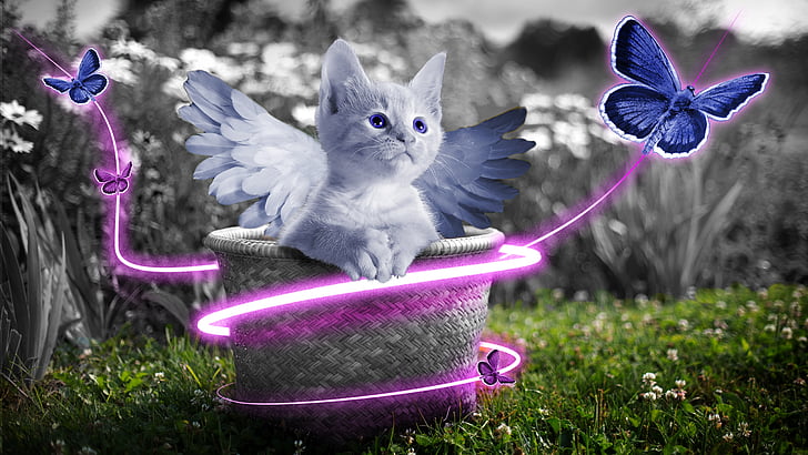 grey kitten with wings on basket