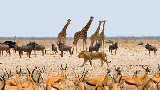 herd of animals during daytime