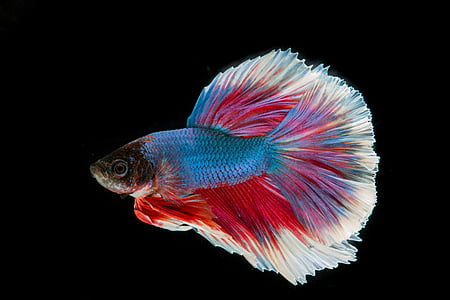blue, red, and white fighting fish