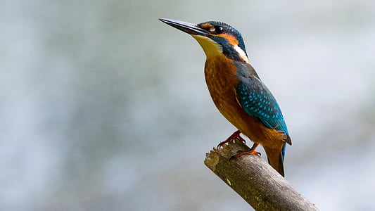 blue and brown bird