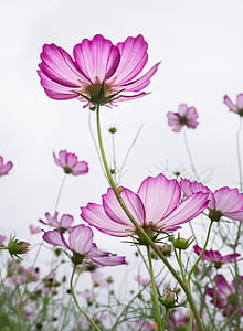 selective focus photography of pink cosmos flower field
