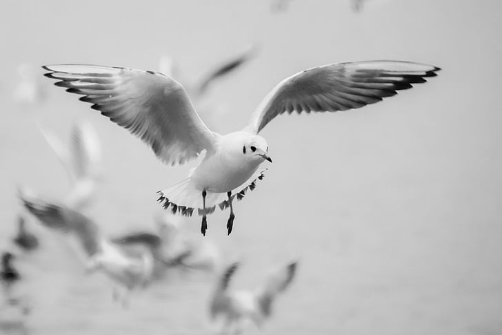 black-billed gull flying