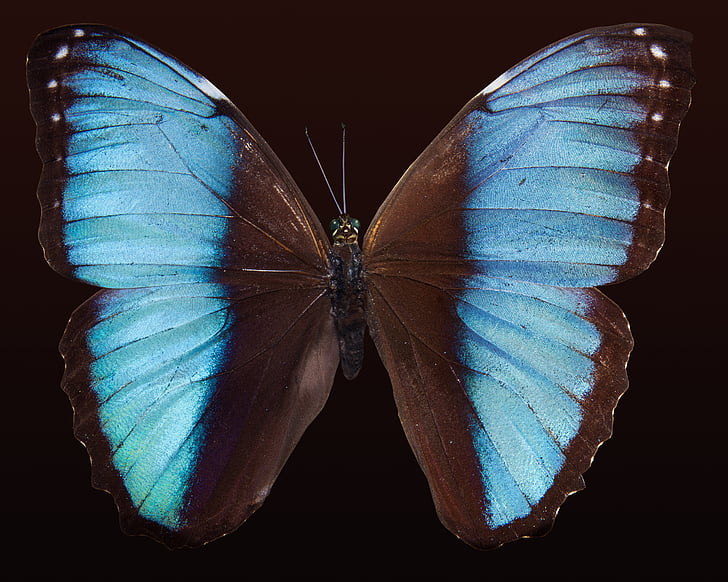 macro photography of blue morpho butterfly