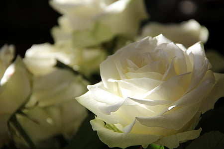 focus photography of white rose