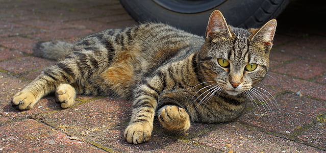 brown and black tabby cat on pavement