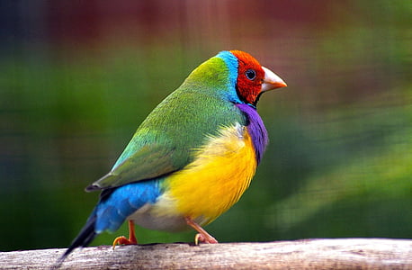 close-up photography of green, yellow, red, and purple bird