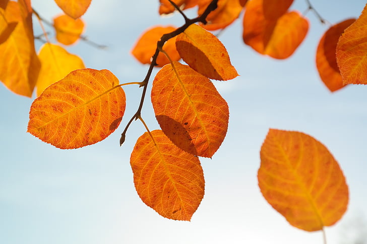 orange dried leaves attach from tree branch