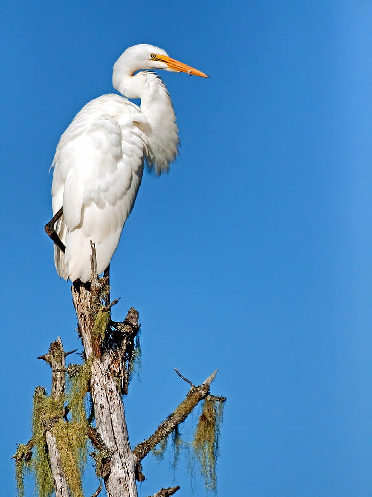 white bird perching on gray tree branch