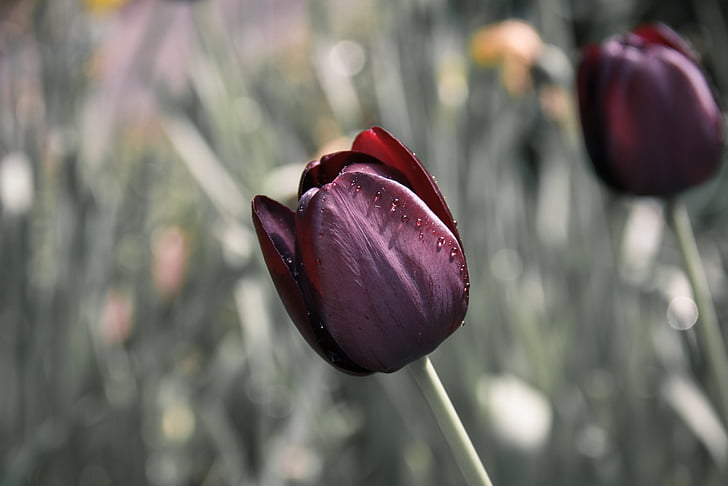 maroon tulip flower