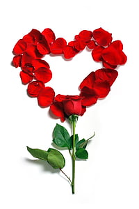 red rose heart shape decor