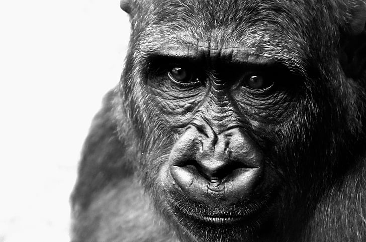 greyscale photo of monkey