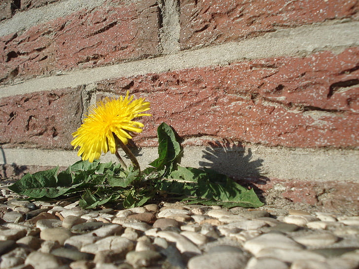 yellow dandelion flower near brick wall