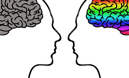illustration of human brains