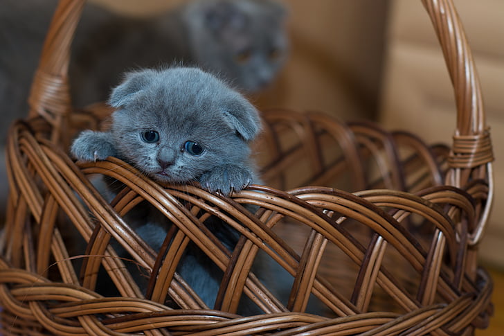 Russian blue kitten on brown wicker basket