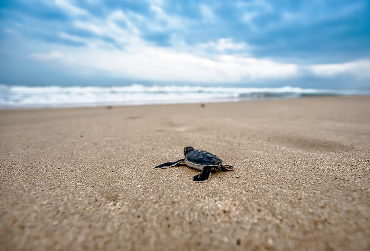 baby sea turtle on sea shore