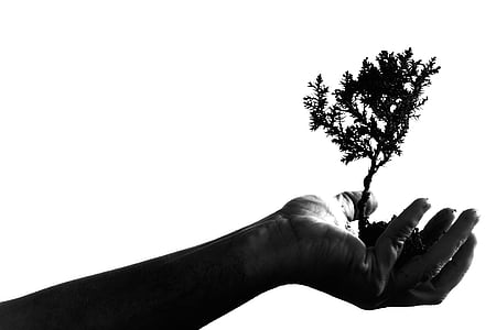 grayscale photography of person's hand holding plant