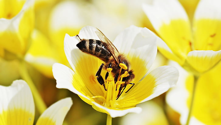 macro-photography of honeybee collecting pollen