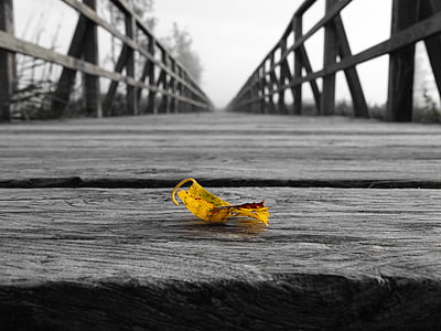 selective color photo of yellow leaf on wooden bridge