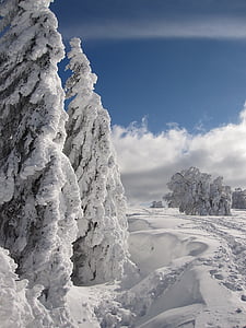 photo of pine trees covered with snow