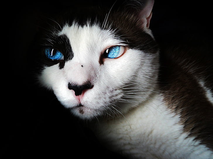 close-up photo of white and black blue-eyed cat