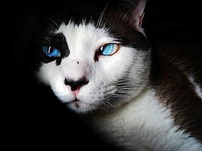 close-up photo of white and black blue-eyed cat