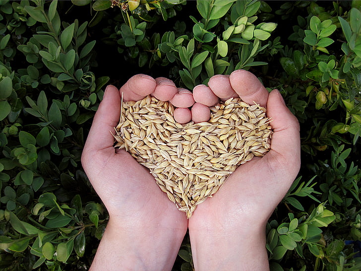 person holding brown grains
