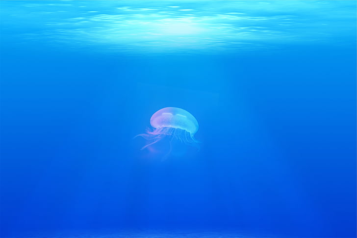 jellyfish under the ocean ]
