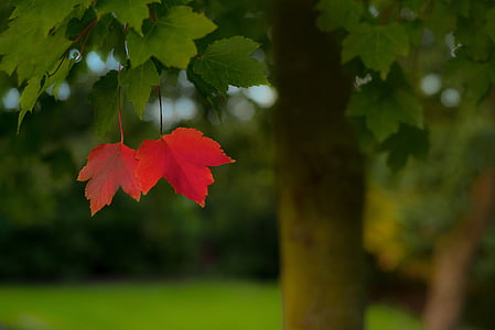 red and green maple leaves in closeup photography