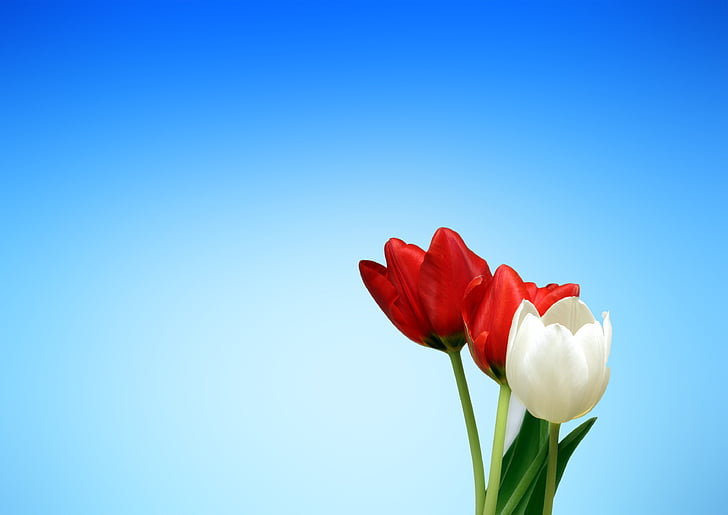 three red and white tulip flowers