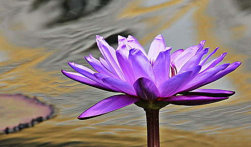 purple water lily flower in closeup photography