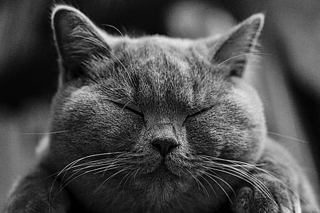 selective focus photo of short-fur grey cat