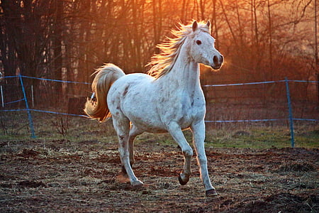 white horse on brown soil