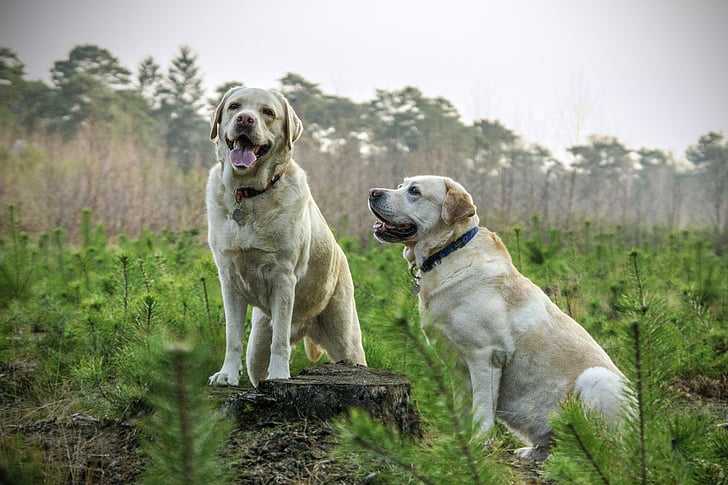 Royalty-Free photo: Two adult yellow Labrador retrievers on grass field - PickPik