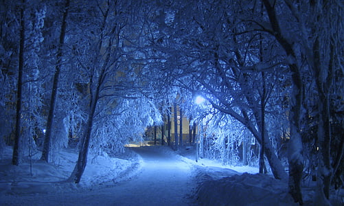 snow covered pathway between trees during nighttime