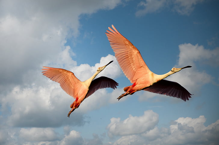 two pink birds flying under blue cloudy sky