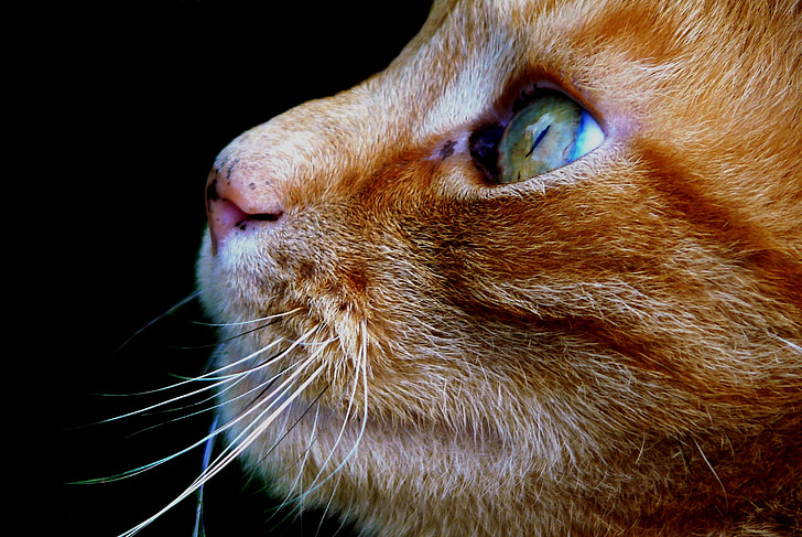 yellow tabby cat face