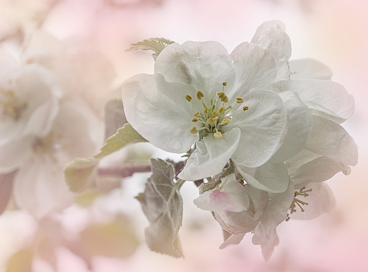 selective photo of white blossoms