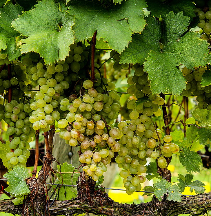 closeup photography of green grapes
