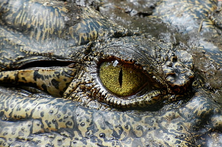 close photo of black and brown reptile right eye