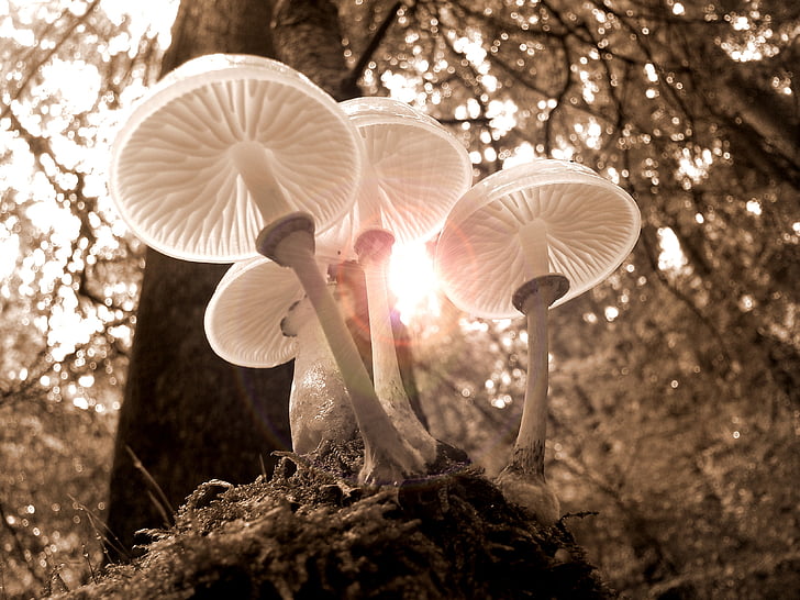 low angle photo of four mushrooms