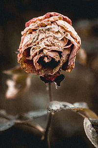 closeup photography of withered pink rose flower
