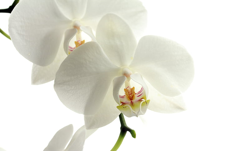 shallow focus photography of white orchids flower
