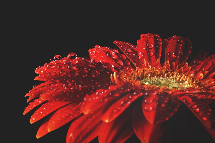 auto focus photography of red flower