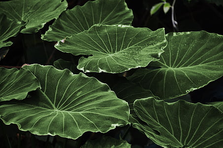 green taro leaves