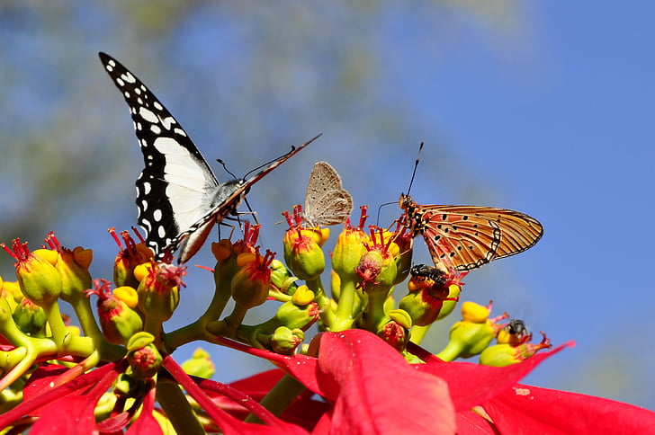 red poinsettia flower and three assorted-color butterflies