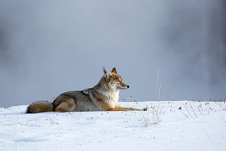 gray and brown fox lying on snow ground during daytime