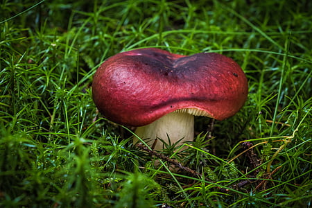 photo of red mushroom