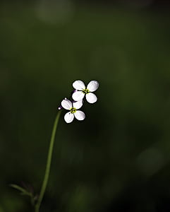 micro lens photo of two white flowers