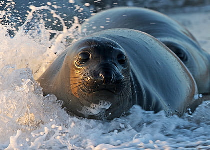 closeup photography of seal with splashing waters